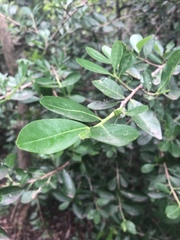 Erythroxylum emarginatum