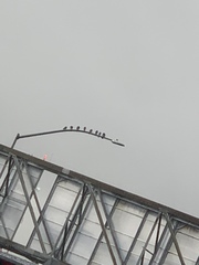 Columba livia