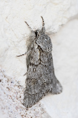 Acronicta tota