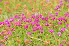 Trifolium burchellianum