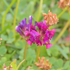 Trifolium burchellianum