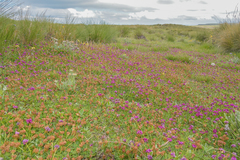 Trifolium burchellianum