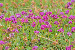 Trifolium burchellianum