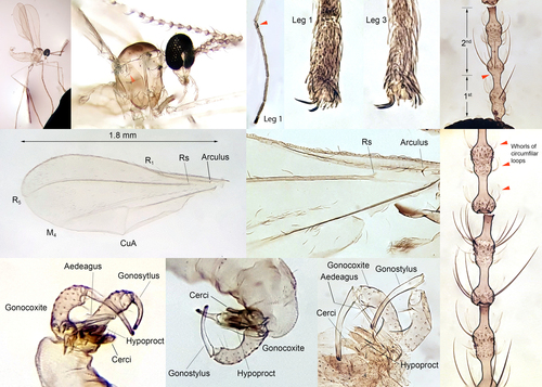 Giardomyia
