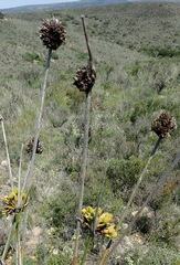 Bobartia macrospatha macrospatha