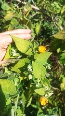 Callianthe pauciflora, photograph Rafael Tosi, CC BY, iNaturalist via GBIF