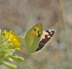 Colotis phisadia