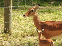 Aepyceros melampus melampus