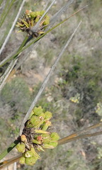 Bobartia macrospatha macrospatha