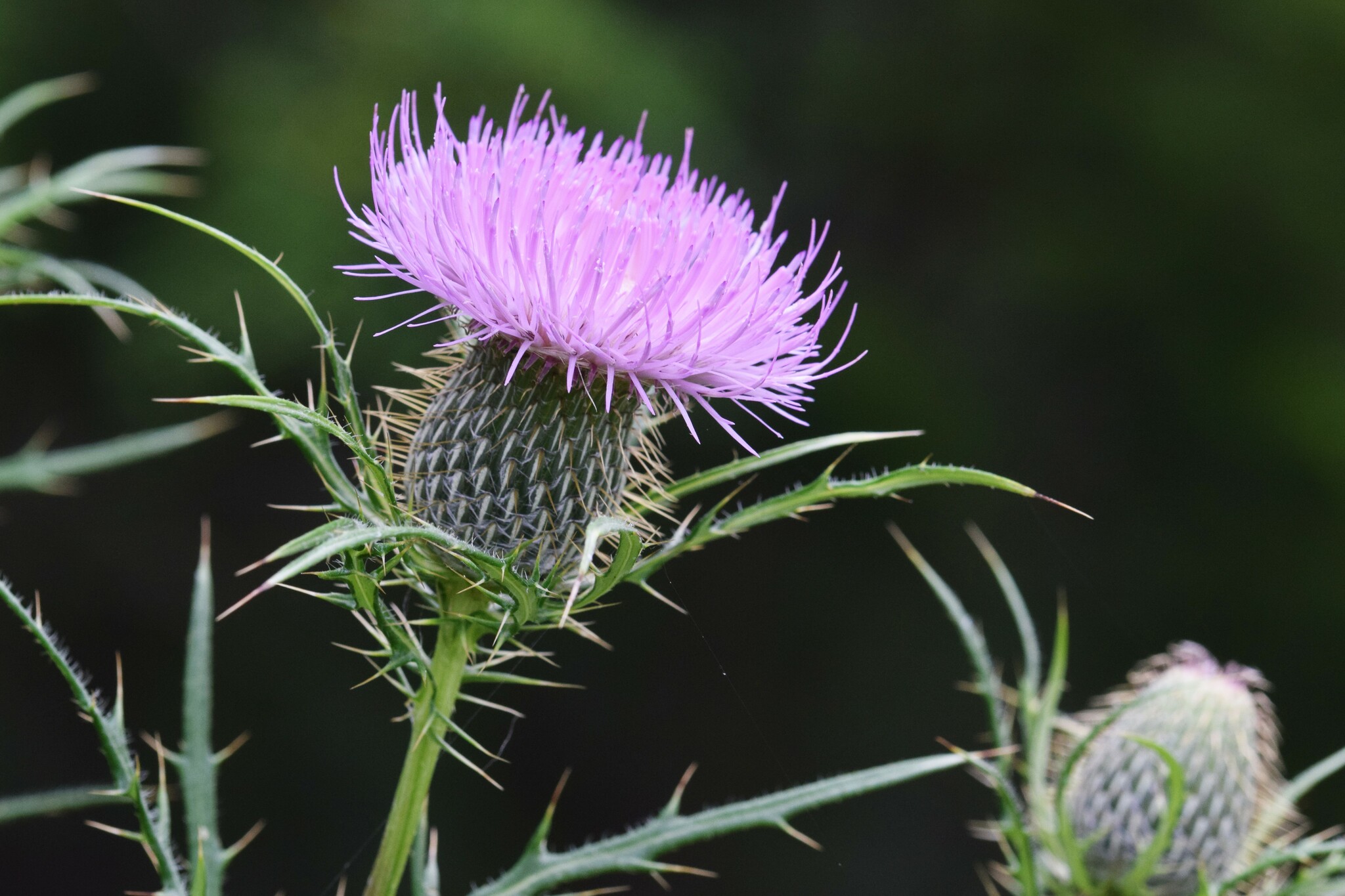 Cirsium discolor