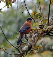Heterophasia capistrata