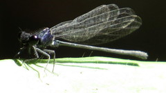 Onychargia atrocyana