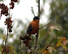 Heterophasia capistrata