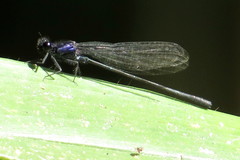 Onychargia atrocyana