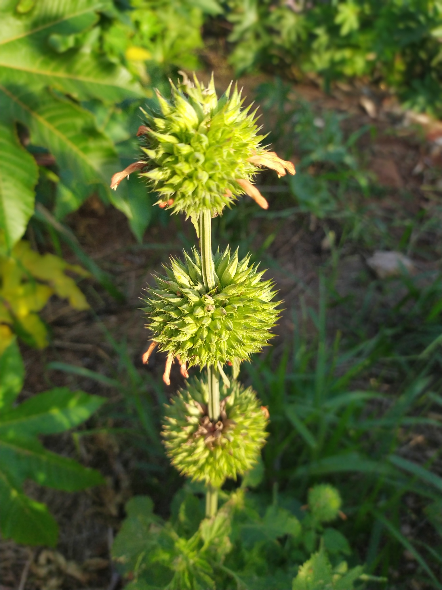 Leonotis nepetifolia
