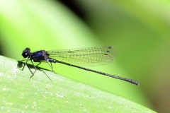 Onychargia atrocyana