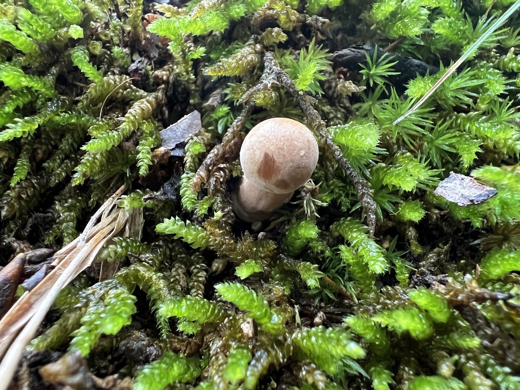 from Albert Johnson Rd, Nashville, IN, US on August 14