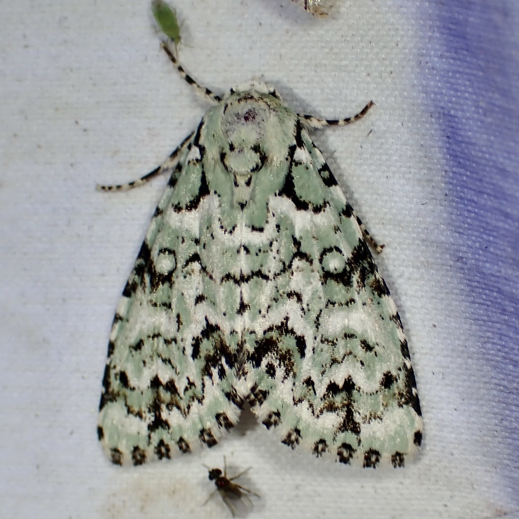 Chloronycta tybo