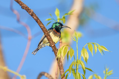 Cinnyris sovimanga sovimanga