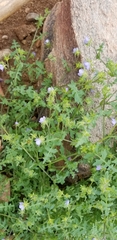 Pholistoma auritum arizonicum