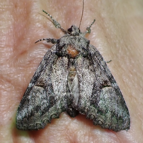 Heterocampa averna