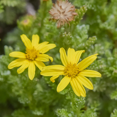 Senecio seminiveus