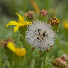 Senecio seminiveus
