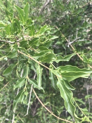 Jasminum multipartitum