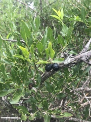 Jasminum multipartitum