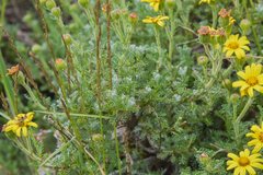 Senecio seminiveus