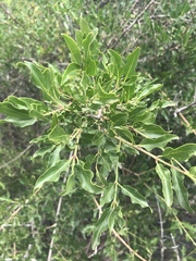 Jasminum multipartitum