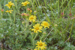 Senecio seminiveus