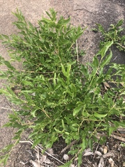 Jasminum multipartitum