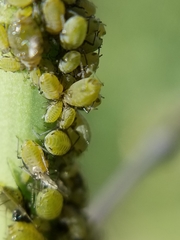 Lipaphis pseudobrassicae