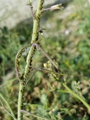 Lipaphis pseudobrassicae