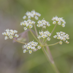 Pimpinella caffra