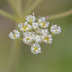 Pimpinella caffra