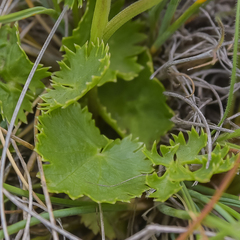 Pimpinella caffra