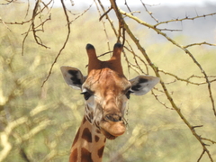 Giraffa camelopardalis rothschildi