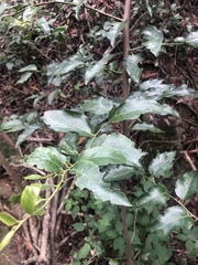 Maytenus peduncularis