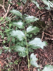 Maytenus peduncularis