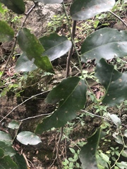 Maytenus peduncularis