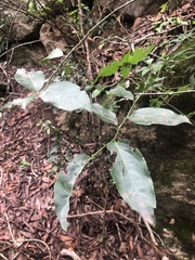 Maytenus peduncularis