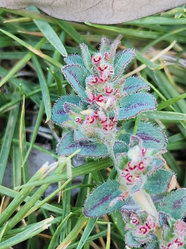 Image of Euphorbia velleriflora by (c) Jo Roberts, some rights reserved (CC BY)