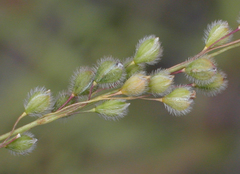 Anthenantia rufa