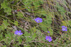 Geranium brycei
