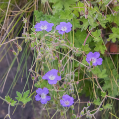Geranium brycei