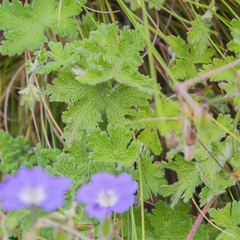 Geranium brycei