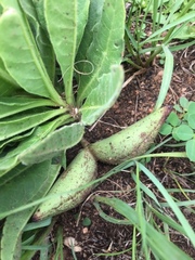 Brachystelma barberae