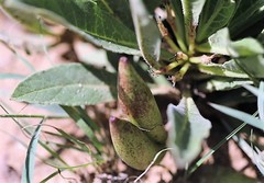 Brachystelma barberae